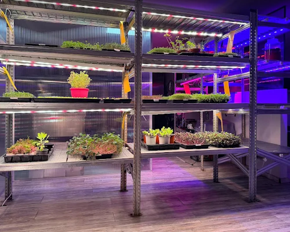 Tiered vertical farm shelves of herbs and microgreens